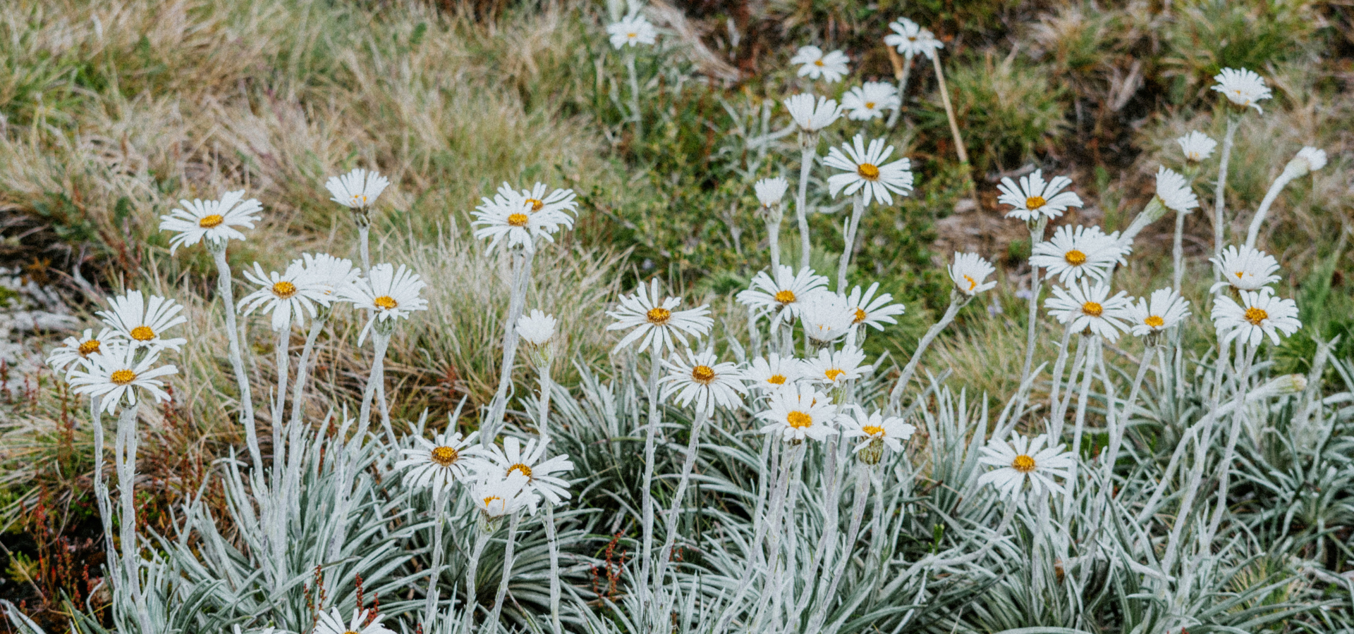 Alpine Wildflower Season